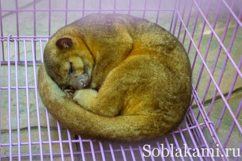 Chiang Mai Night safari, Ночное сафари в Чиангмае, фото