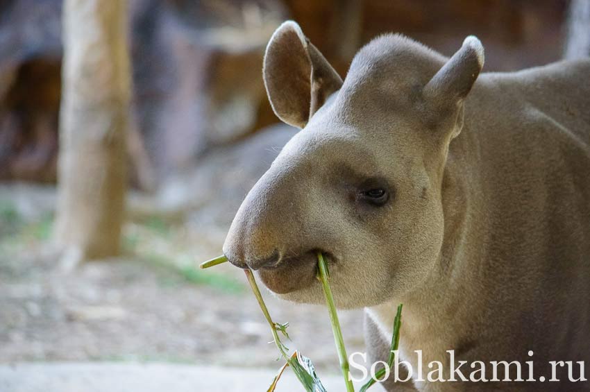 Chiang Mai Night safari, Ночное сафари в Чиангмае, фото