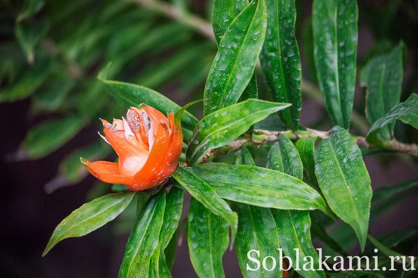 Роял Парк в Чиангмае (Flora Royal Park Rajapruek Chiangmai)