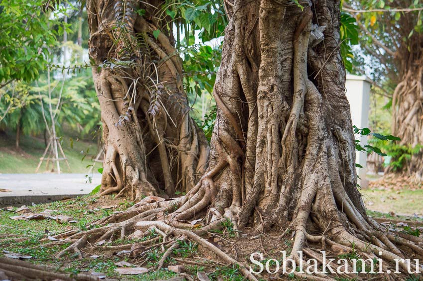 Роял Парк в Чиангмае (Flora Royal Park Rajapruek Chiangmai)