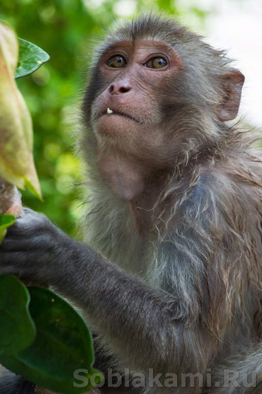 остров обезьян, экскурсия из Нячанга